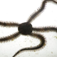 Illustration for article titled This starfish walks on four legs, using its fifth leg as a head